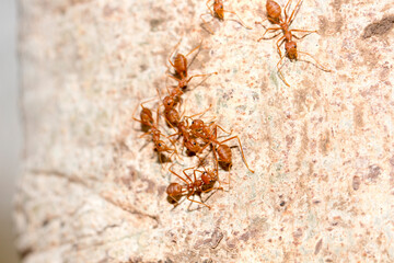 Many red ants were fighting fierce to protect the territory
