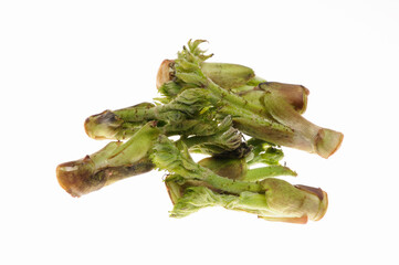 白バックにタラの芽