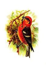 bird's illustration 
