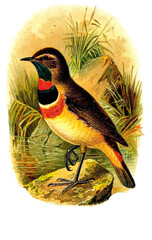 bird's illustration 