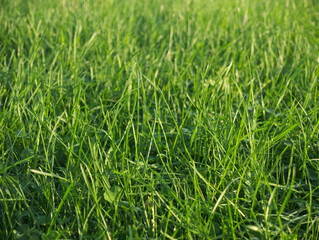 green grass background