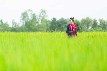 Fototapeta na wymiar Thai farmer woman harvest in rice field,Thai farmer woman harvest in rice field