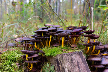 Many dangerous inedible mushrooms grow on a tree stump in a forest. Poisonous mushrooms, hazardous to health. Soft focus