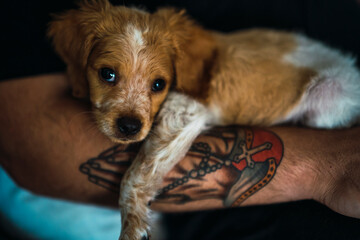 Cachorro de perro breton sobre un brazo tatuado