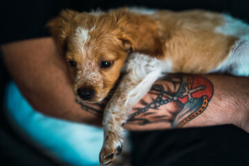 Cachorro de perro breton sobre un brazo tatuado