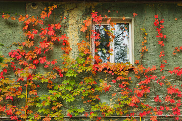 An old plastered wall with a window covered with beautiful vibrant red and green ivy. Background for autumn mood.