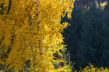 Autumn landscape. Beautiful birch trees. Walk in the birch forest. Natural background. Place to insert text.