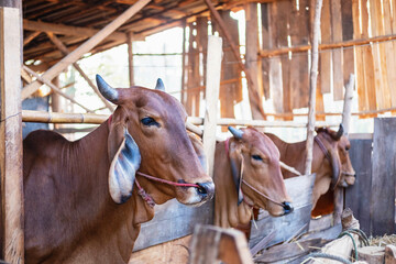Herd of cows graze in grasslands in hilly landscapes and meadows on clear days.