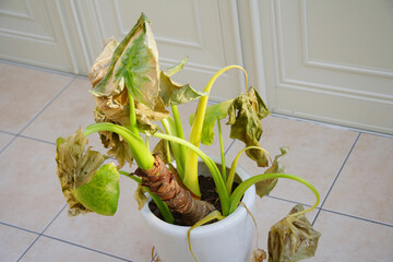 枯れた観葉植物