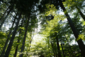The Mysterious Landscape of Japan's Forests
