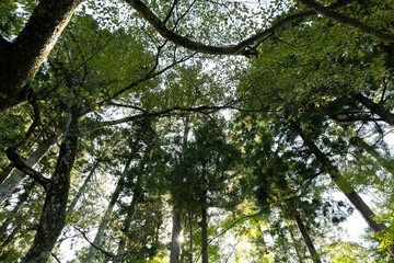 The Mysterious Landscape of Japan's Forests