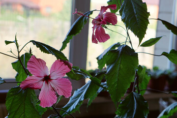 house plant of  hibiscus rosa-sinensis  with pink flower in  pot .