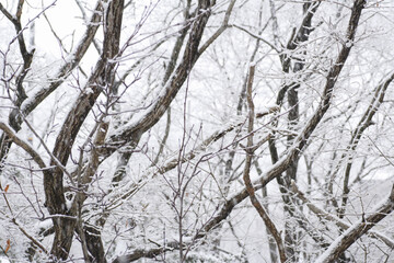 Fototapeta premium 森の雪景色