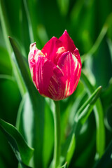 Naklejka premium Blooming tulip in the spring garden.