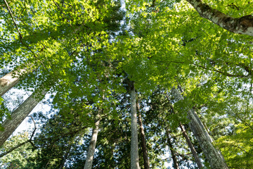 Fototapeta premium The Mysterious Landscape of Japan's Forests