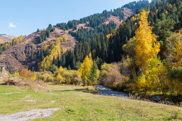 Autumn mountain landscape. Beautiful birch and spruce trees. Mountain river. Kyrgyzstan.