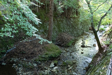 Obraz premium A river surrounded by trees in a rural village