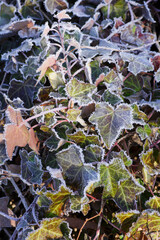 霜の降りたアイビー