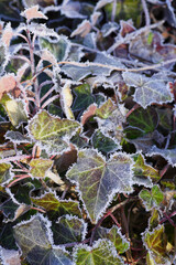 霜の降りたアイビー
