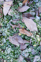 霜の降りた落ち葉