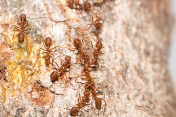 Many red ants were fighting fierce to protect the territory