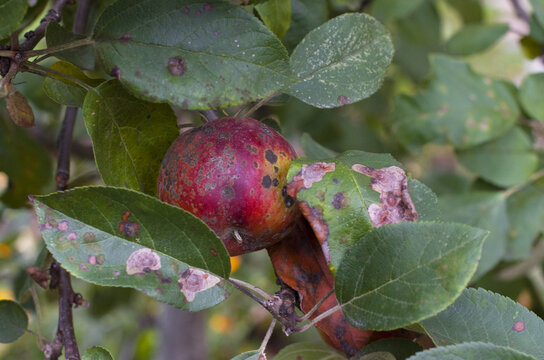 Organic Ugly Apples Growing On A Tree The Concept Of Protecting An Apple Garden From Pests Crop Of Apples Ruined By Diseases Of Fruit Trees Apple Is Affected By Fungus And Mold Bad Harvest