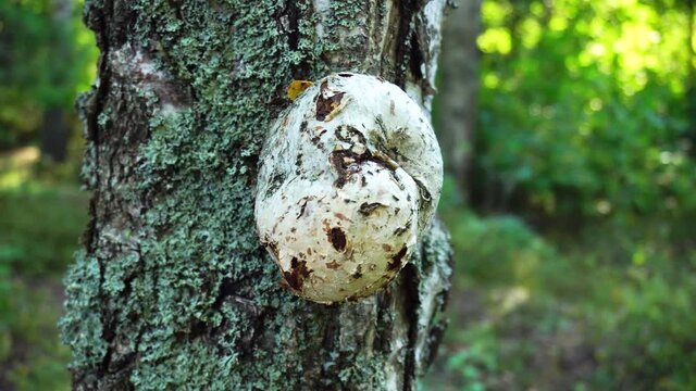 wood suvel, outgrowth on a birch tree trunk, close-up