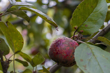 Organic ugly apples growing on a tree The concept of protecting an apple garden from pests Crop of apples ruined by diseases of fruit trees Apple is affected by fungus and mold Bad harvest