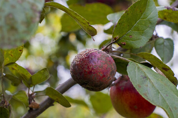 Organic ugly apples growing on a tree The concept of protecting an apple garden from pests Crop of apples ruined by diseases of fruit trees Apple is affected by fungus and mold Bad harvest