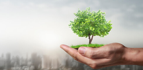 Hands holding sprout young plant.environment Earth Day In the hands of trees growing seedlings