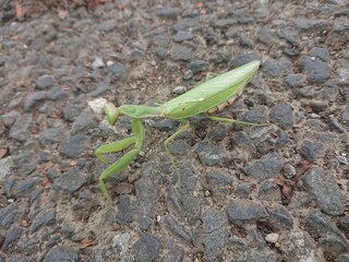green praying mantis