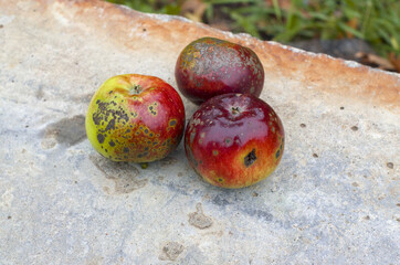 Bad and ugly rotten apples. Concept of ugly food and bad harvest. Disgusting apple. Spoiled fruit