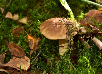 White mushroom in the forest against the background of green vegetation. Awesome boletus grows in wildlife. Porcini bolete mushrooms. Season for picked gourmet mushrooming.