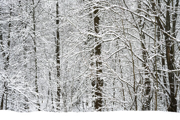 snow covered trees in the snowy winter forest