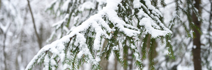 the spruce branch of the christmas tree is covered with snow in the snowy winter forest