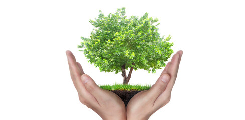 Fototapeta na wymiar Hands holding sprout young plant.environment Earth Day In the hands of trees growing seedlings