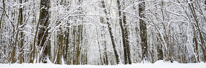 snow covered trees in the snowy winter forest