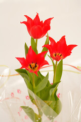 チューリップの鉢植え