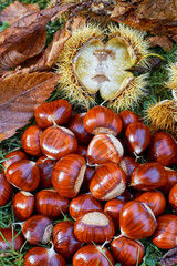 Castanea sativa with the spiny cupules and autumn leafs; autumn time; Vertical format