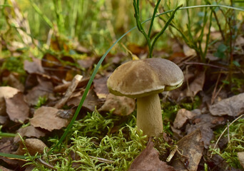 White mushroom in the forest against the background of green vegetation. Awesome boletus grows in wildlife. Porcini bolete mushrooms. Season for picked gourmet mushrooming.
