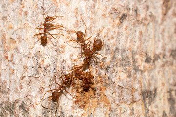Many red ants were fighting fierce to protect the territory