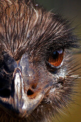 Emu close up in Australia