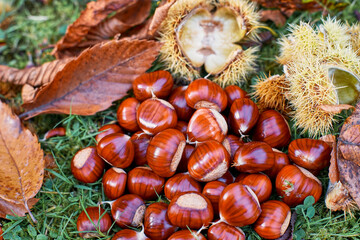 Castanea sativa with the spiny cupules and autumn leafs; autumn time