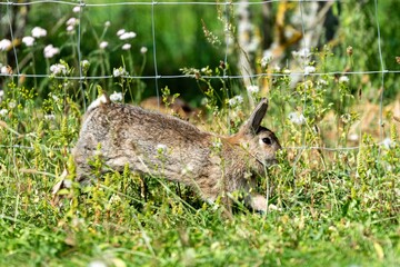 portrait of rabbit in the grass