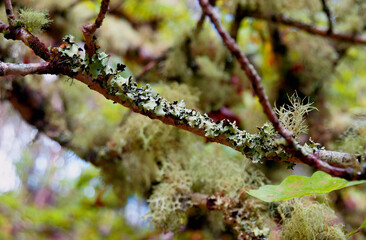 Several species of lichen, some with delicate fronds others with flat petals with curled edges, cover the branch of an Oak tree in the ancient Atlantic rainforest of Western Scotland