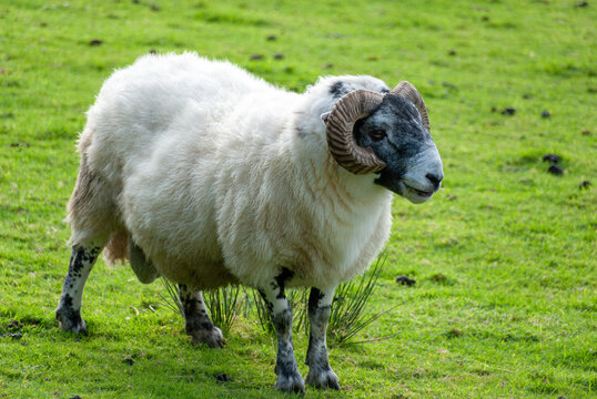 A Scottish Blackface ram with thick ridged and curving horns, white fleece, and black and white speckled legs, stands in a close-cropped pasture 45 degrees head on to the camera