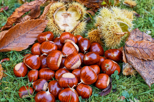 Castanea sativa with the spiny cupules and autumn leafs; autumn time