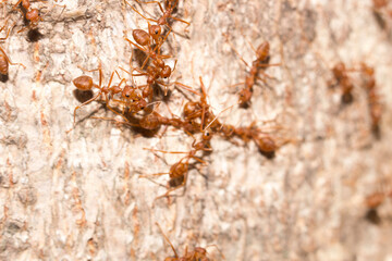 Many red ants were fighting fierce to protect the territory