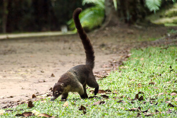 A white-nosed coati coatimundi forages for food in a jungle glade in a central american forest its tail held vertically above it and its nose close to the floor scenting for food