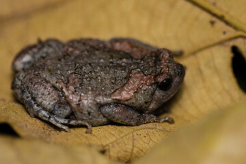 Beautiful frog on yellow leaf